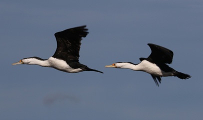 Pied cormorants